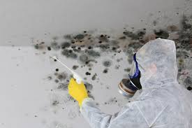 Best Biohazard Mold Removal  in Coldstream, OH